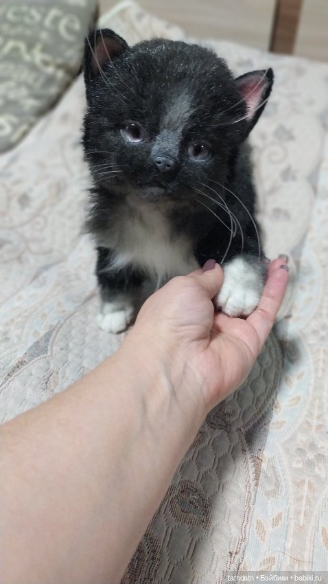 Котик Бегемотик — Авторские мишки Тедди и друзья: фото