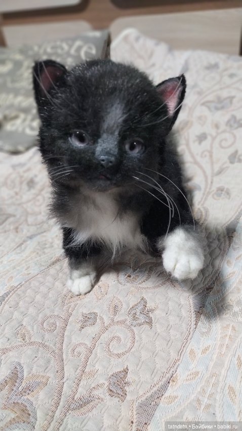 Котик Бегемотик — Авторские мишки Тедди и друзья: фото