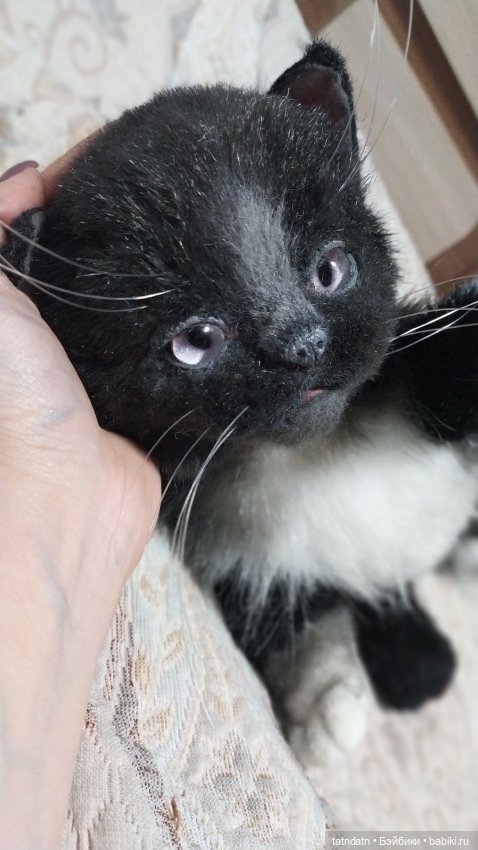 Котик Бегемотик — Авторские мишки Тедди и друзья: фото