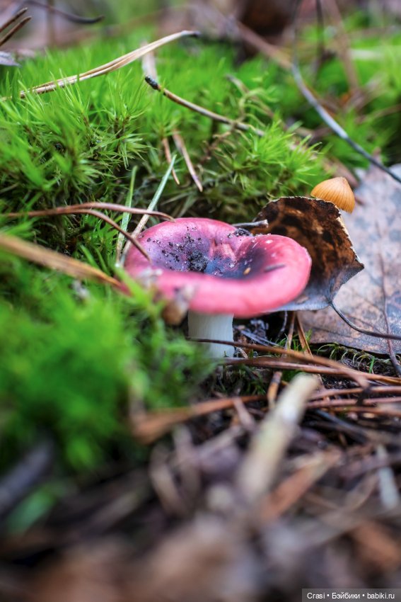 Мышуль в грибном лесу — Зарисовки из кукольной жизни: фотоистории (фото 10)