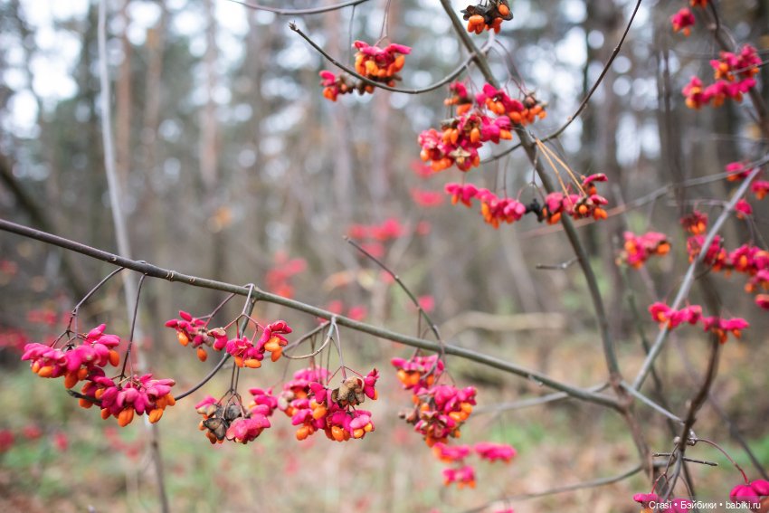 Мышуль в грибном лесу — Зарисовки из кукольной жизни: фотоистории (фото 3)