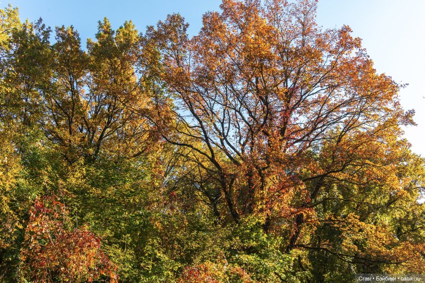 Мышуль в грибном лесу — Зарисовки из кукольной жизни: фотоистории