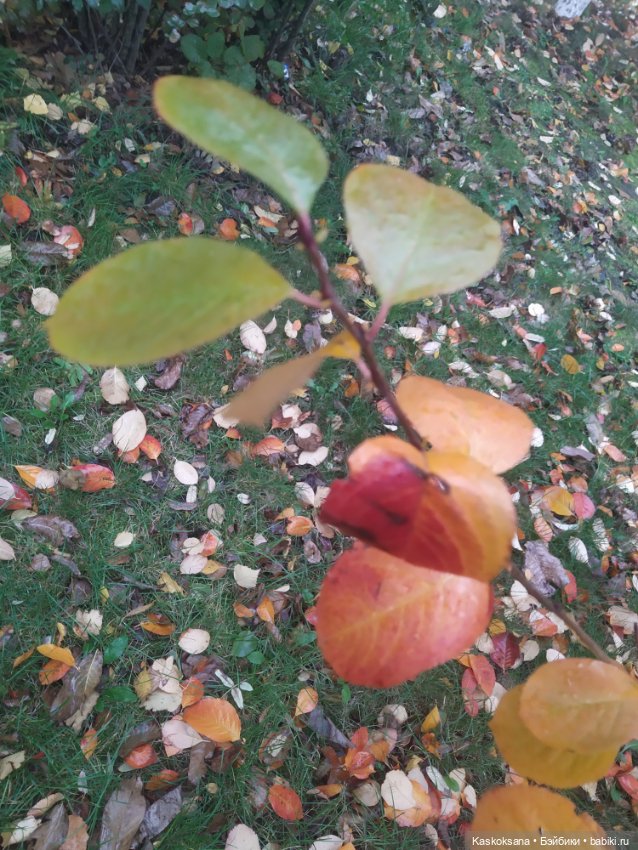 Сказки осеннего леса — Игровые куклы разных производителей (Разное): редкие бренды