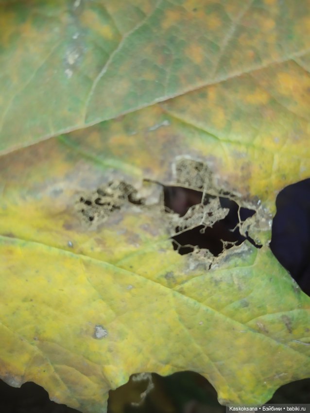 Сказки осеннего леса — Игровые куклы разных производителей (Разное): редкие бренды