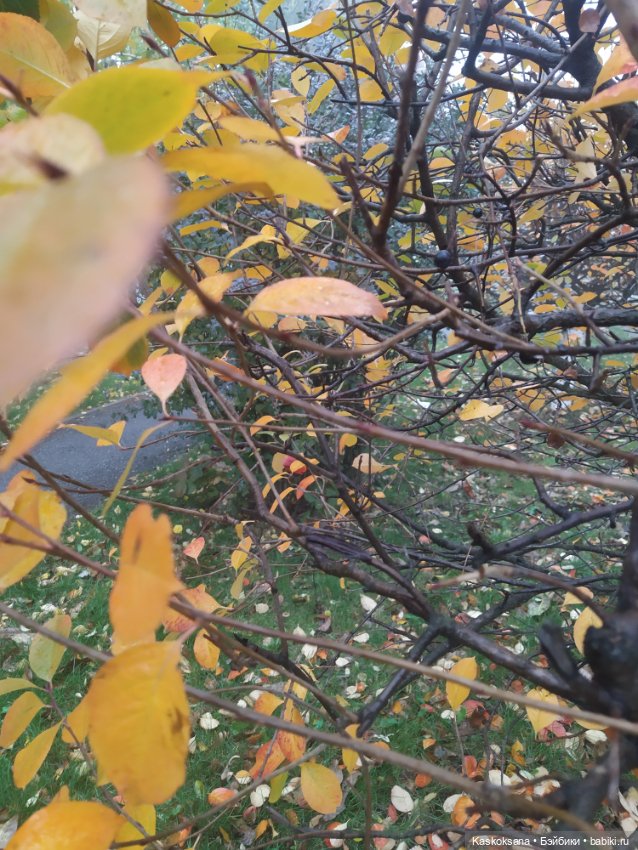 Сказки осеннего леса — Игровые куклы разных производителей (Разное): редкие бренды