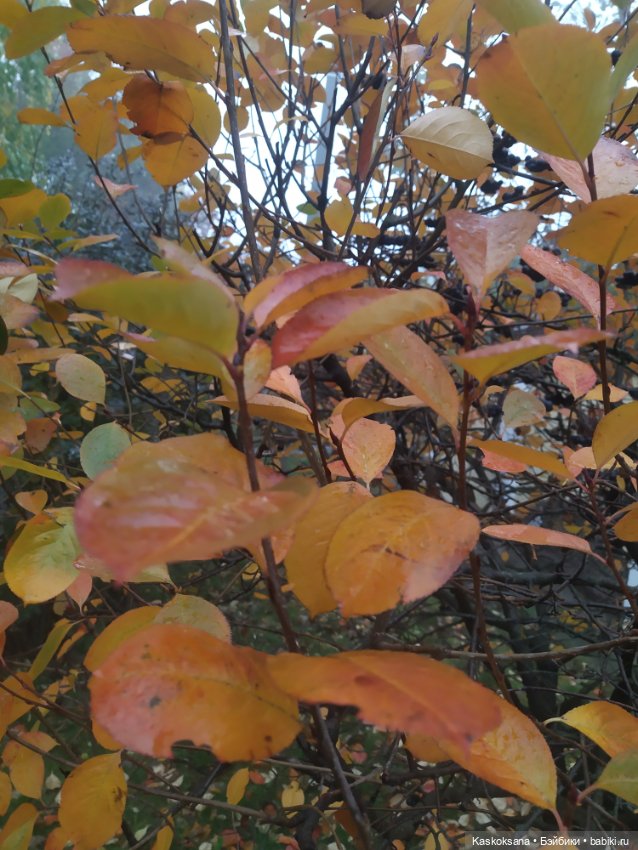 Сказки осеннего леса — Игровые куклы разных производителей (Разное): редкие бренды