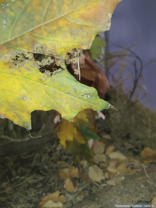 Сказки осеннего леса — Игровые куклы разных производителей (Разное): редкие бренды