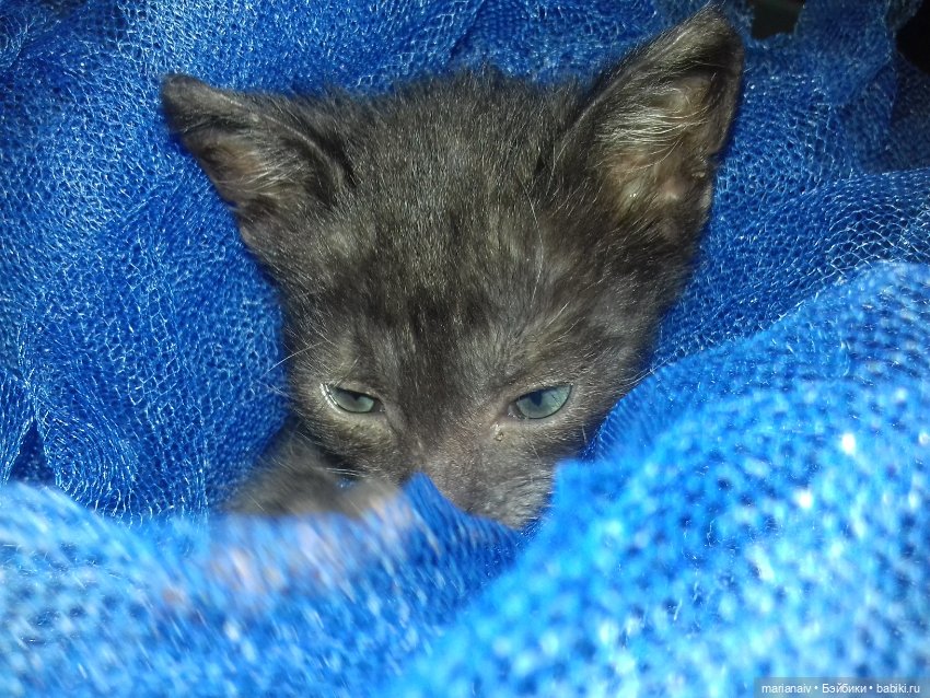 Немного волшебства — Игровые куклы разных производителей (Разное): редкие бренды (фото 6)