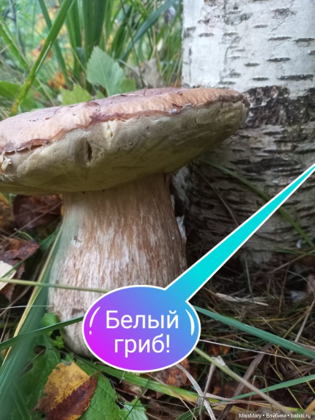 Весёлые картинки. "Дядя Увэ и супер-гриб". Часть 1 (фото 5)