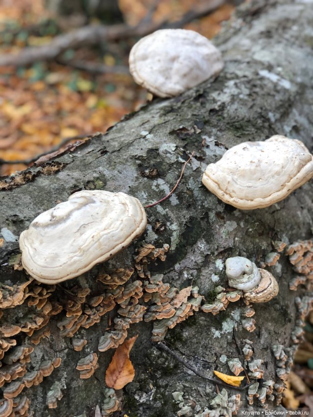 Мой маленький лесной эльф Карма