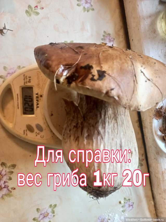 Весёлые картинки. "Дядя Увэ и супер-гриб". Часть 2