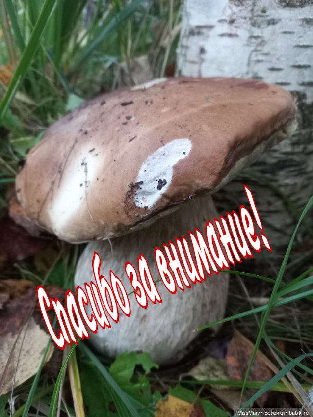 Весёлые картинки. "Дядя Увэ и супер-гриб". Часть 2