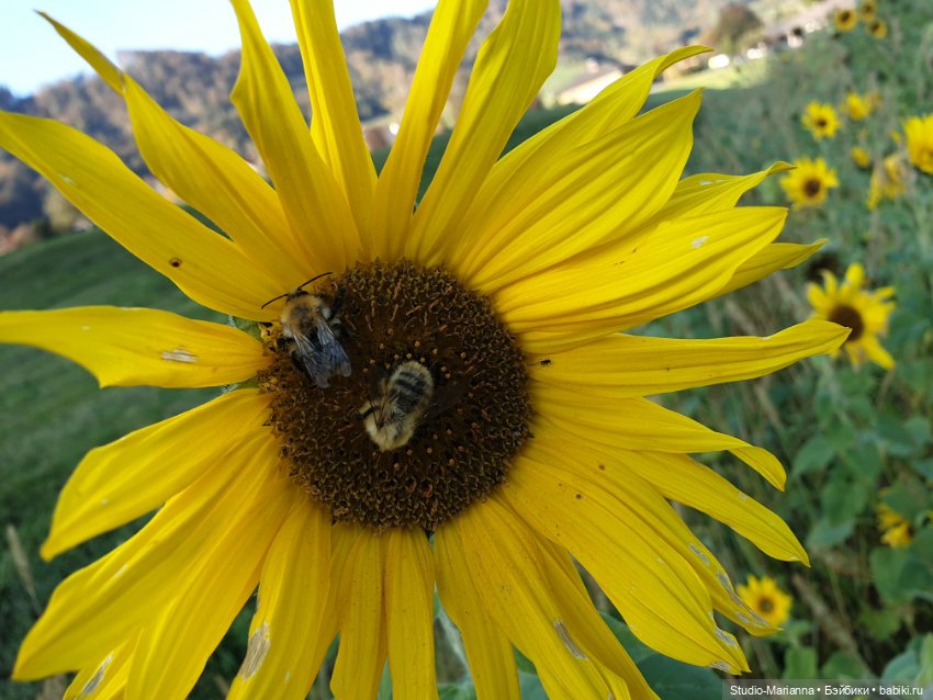 Первые пробы шитья. Куколки Ruby Red Fashion Friends