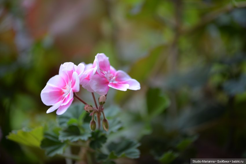 Первые пробы шитья. Куколки Ruby Red Fashion Friends