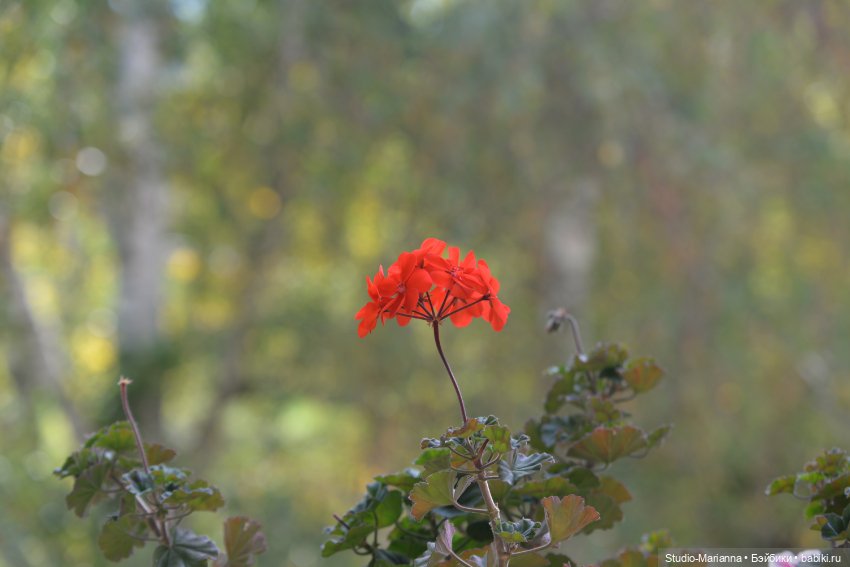 Первые пробы шитья. Куколки Ruby Red Fashion Friends