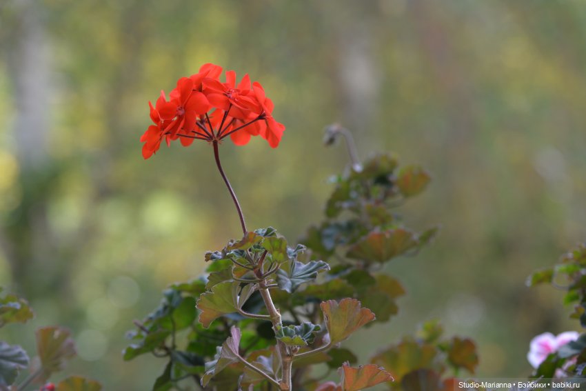 Первые пробы шитья. Куколки Ruby Red Fashion Friends