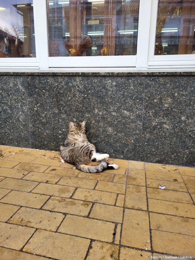 Кошачий город Зеленоградск