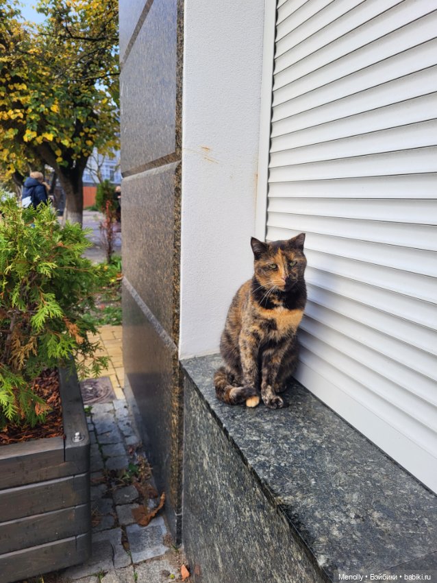 Кошачий город Зеленоградск
