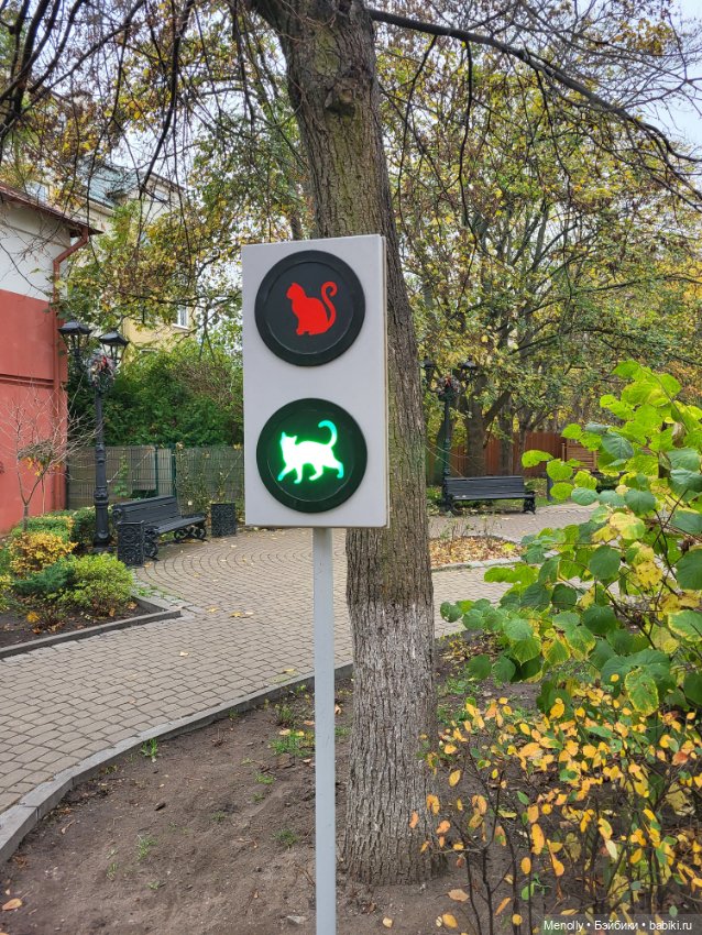 Кошачий город Зеленоградск (фото 2)