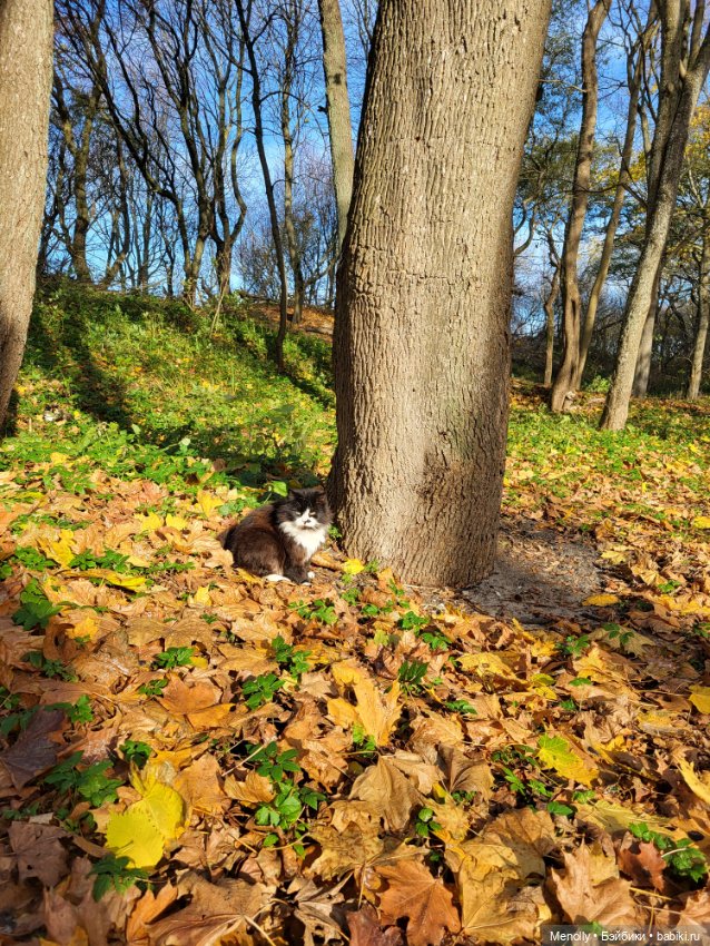 Кошачий город Зеленоградск
