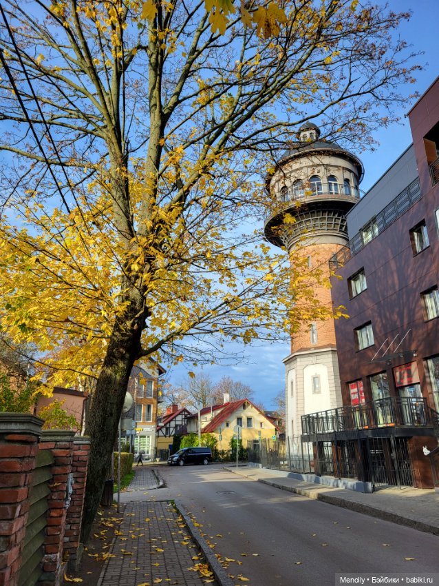 Кошачий город Зеленоградск