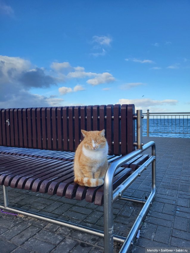 Кошачий город Зеленоградск