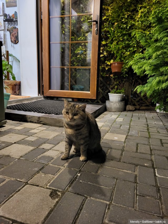 Кошачий город Зеленоградск (фото 10)