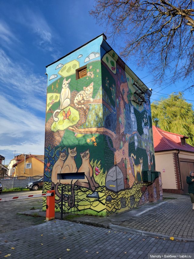 Кошачий город Зеленоградск