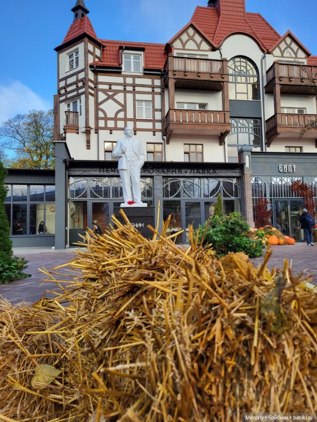 Кошачий город Зеленоградск