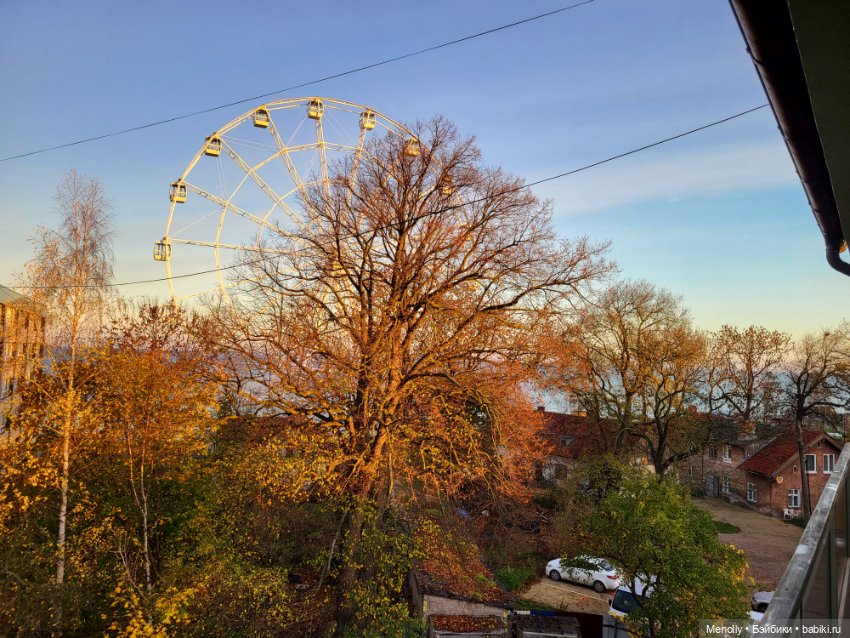 Кошачий город Зеленоградск
