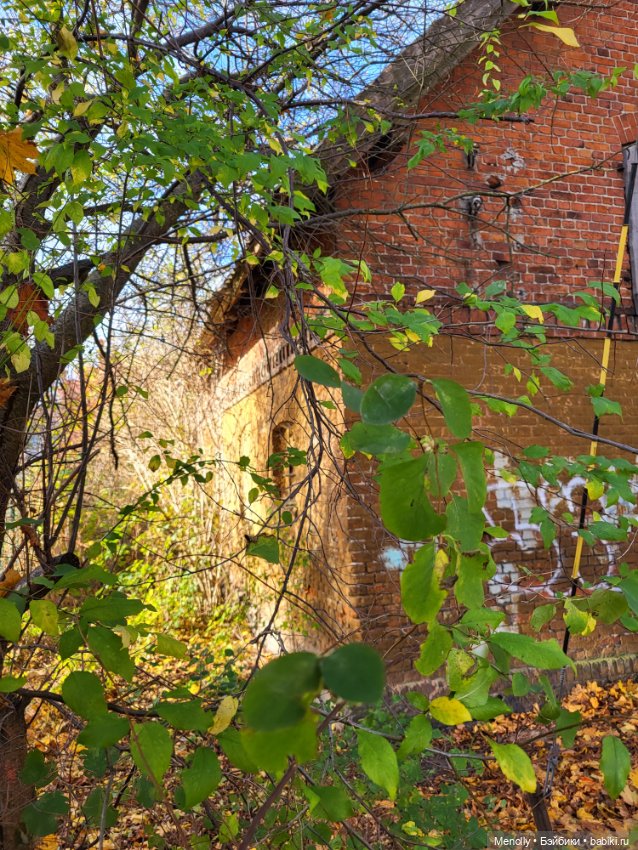 Кошачий город Зеленоградск