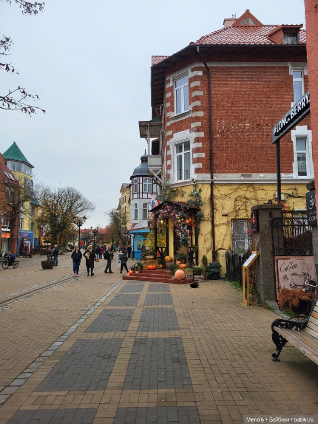 Кошачий город Зеленоградск (фото 4)