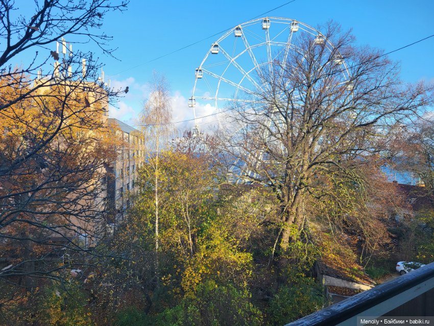 Кошачий город Зеленоградск