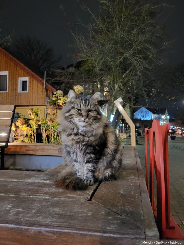 Кошачий город Зеленоградск (фото 9)