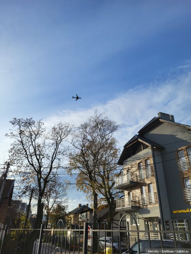 Кошачий город Зеленоградск