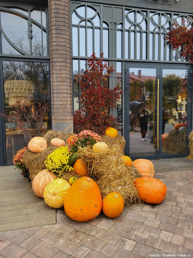 Кошачий город Зеленоградск