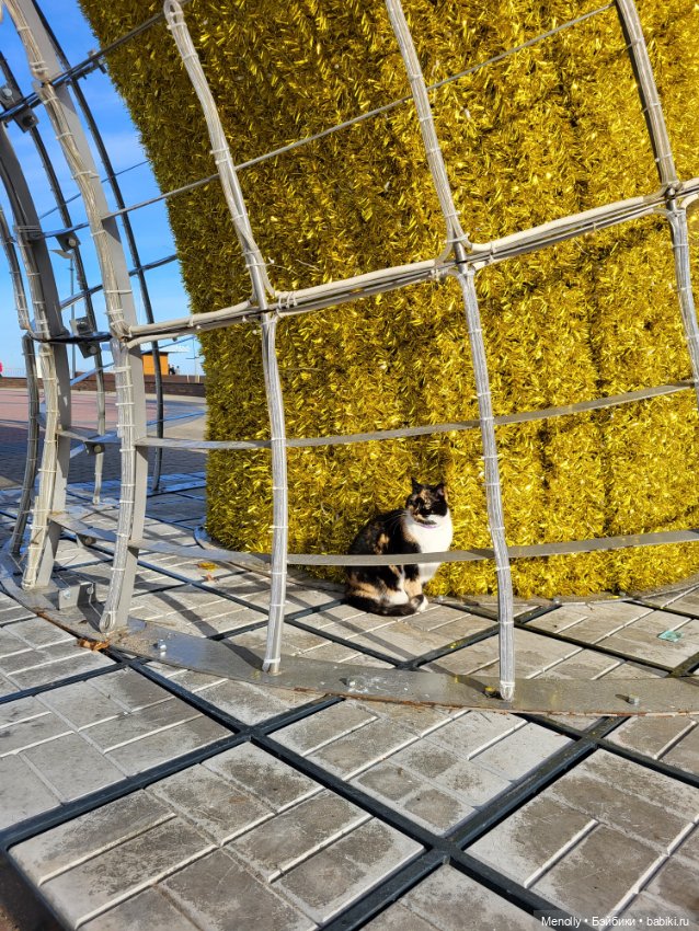 Кошачий город Зеленоградск