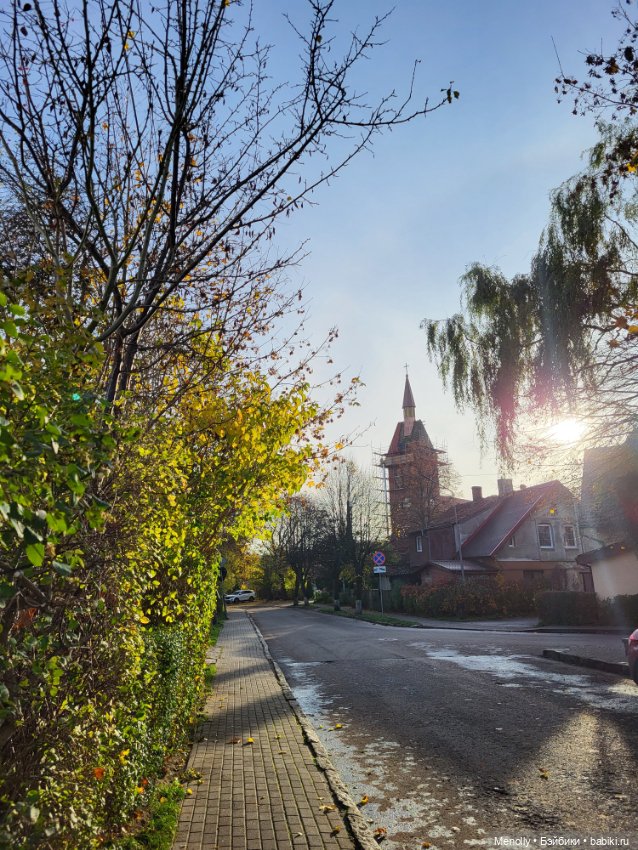 Кошачий город Зеленоградск