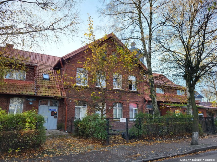 Кошачий город Зеленоградск