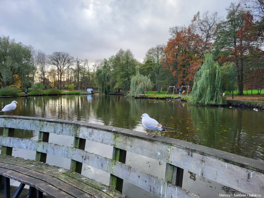 Кошачий город Зеленоградск
