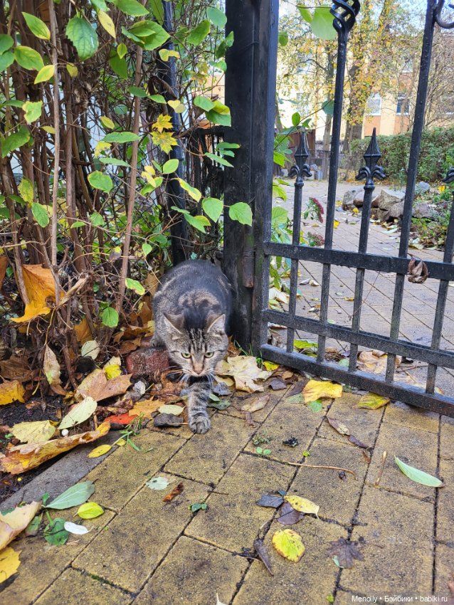 Кошачий город Зеленоградск