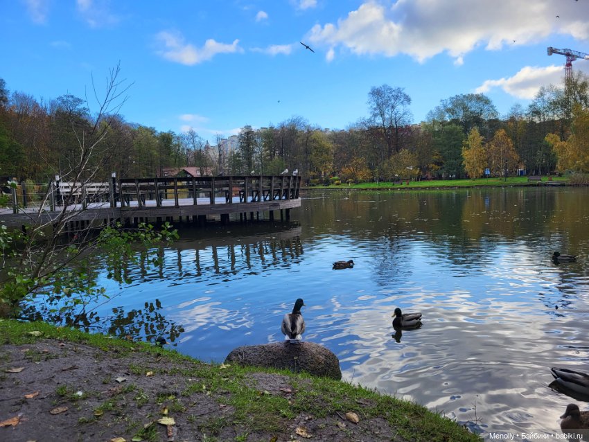 Кошачий город Зеленоградск