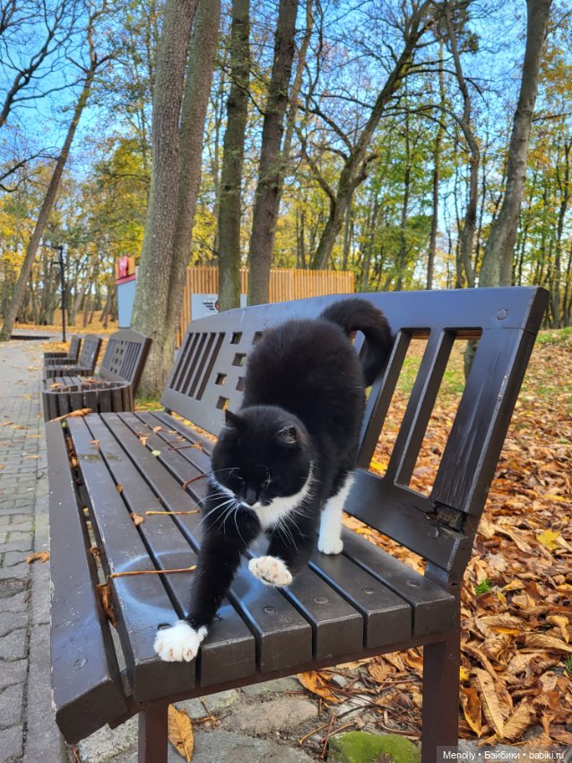 Кошачий город Зеленоградск