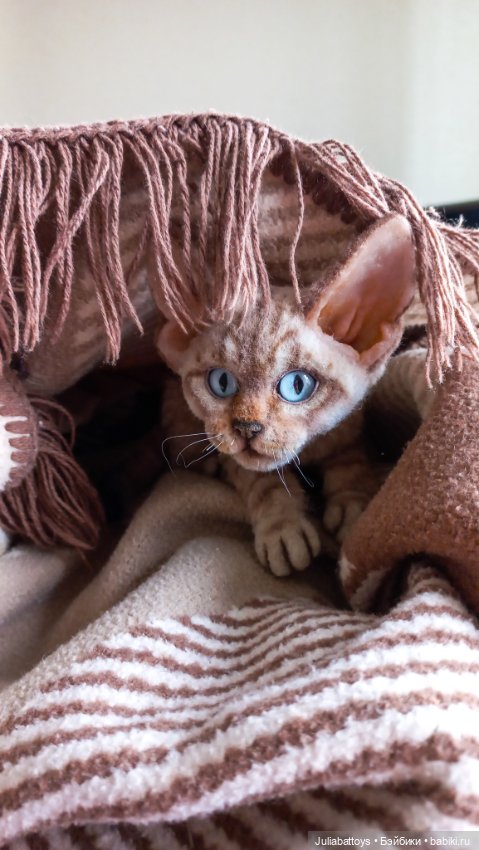 Девон рекс — Авторские мишки Тедди и друзья: фото