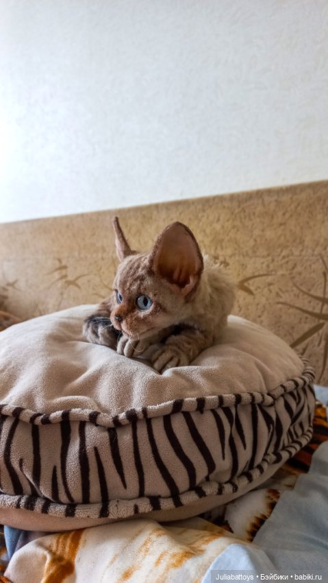 Девон рекс — Авторские мишки Тедди и друзья: фото (фото 7)