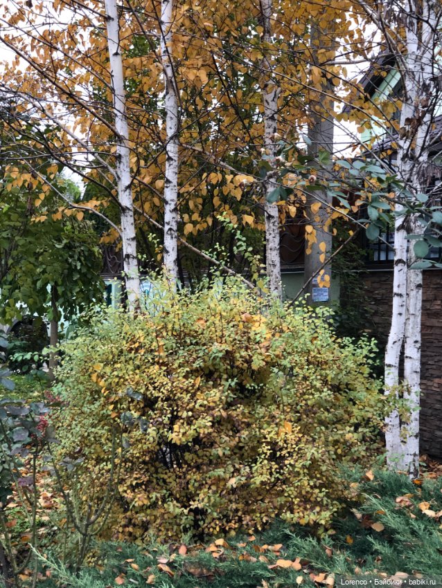 Природотерапия — Интересные игрушки и фигурки (разное): редкие