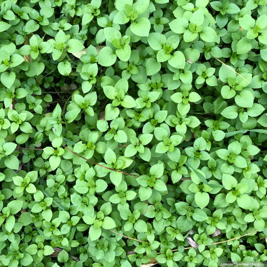 Природотерапия — Интересные игрушки и фигурки (разное): редкие (фото 9)