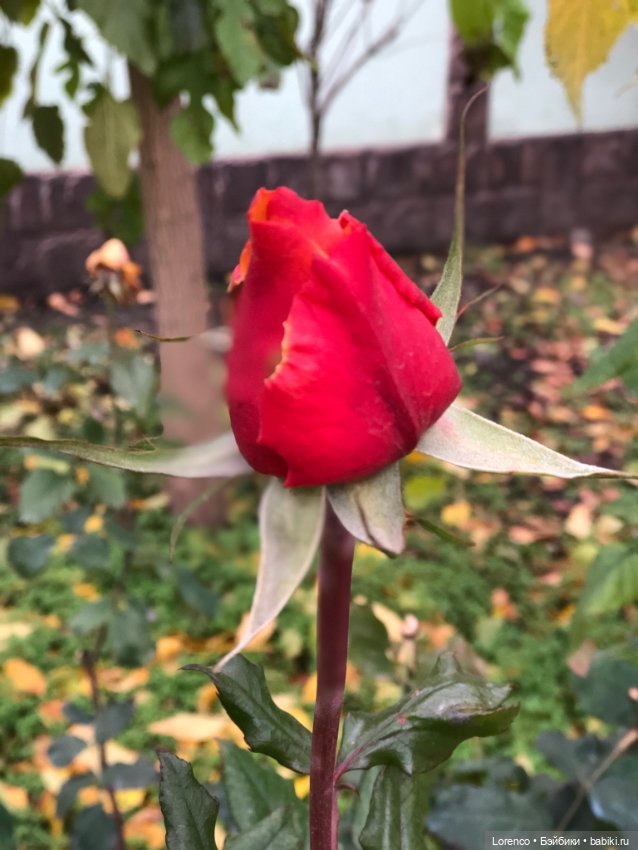 Природотерапия — Интересные игрушки и фигурки (разное): редкие