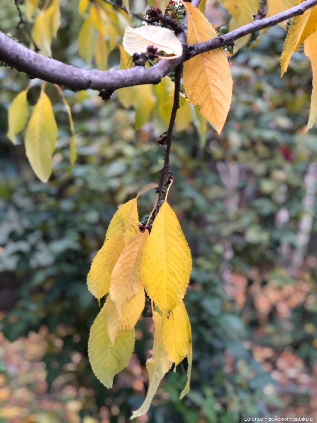 Природотерапия — Интересные игрушки и фигурки (разное): редкие