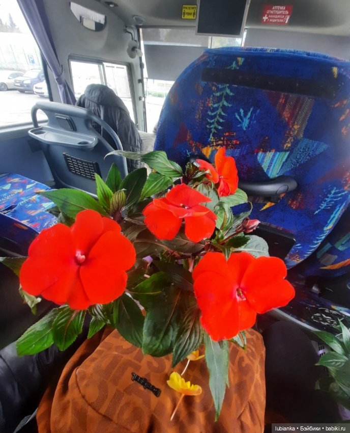 Цветочек...аленький🌹 — Антикварные куклы Kestner (Кестнер) JDK: Хильда